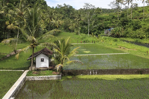 Bali 3