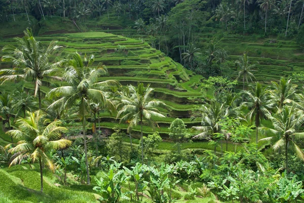 Bali 4