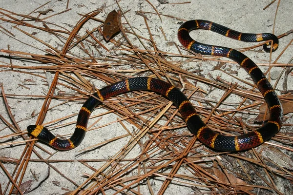 Coral Snake