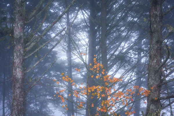 Maple Leaves in a Misty Forest