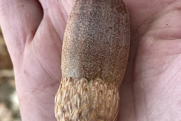 Yeşil Orman 2