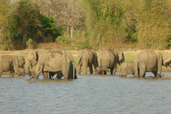 Elephant herd