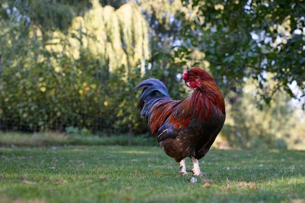 Bağ Bahçe 5