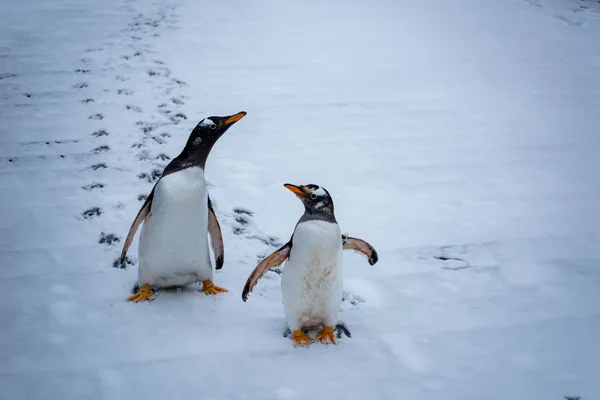 Penguen 2