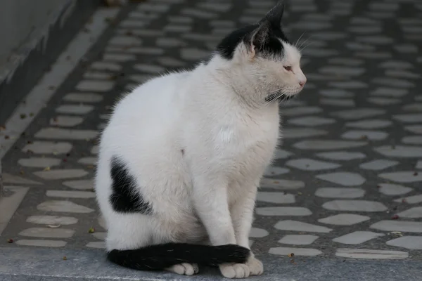 Siyah Beyaz Portre 4