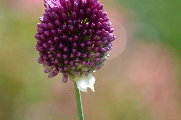 Bokeh Işık 2
