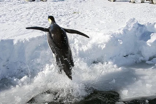 I can fly! #penguin #antarctica