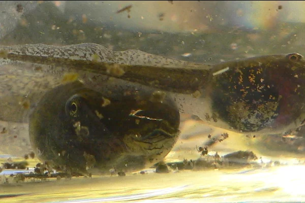 Tadpole Lips