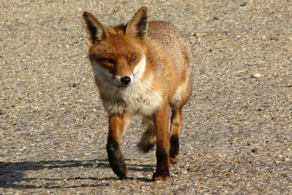 fox
