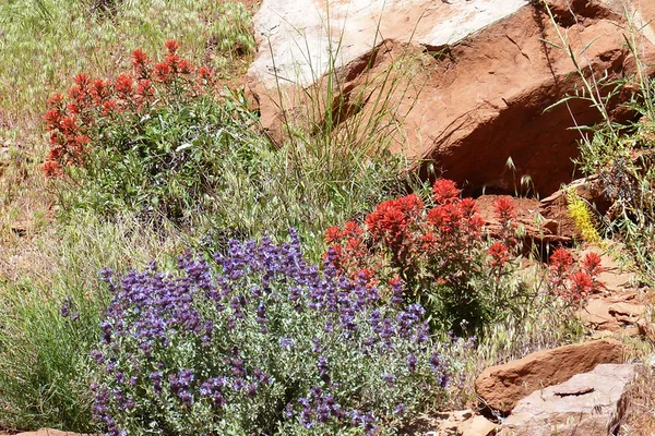 Spring Wildflowers