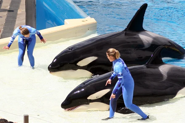 Killer whales @ Ocean Show (8782811375)