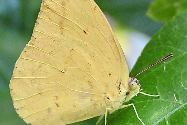 Doğa Manzarası