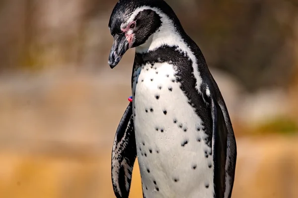 Penguen