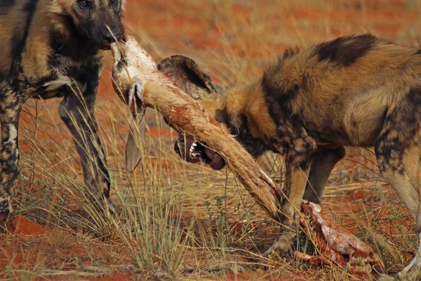 Afrika Vahşi Yaşamı 5