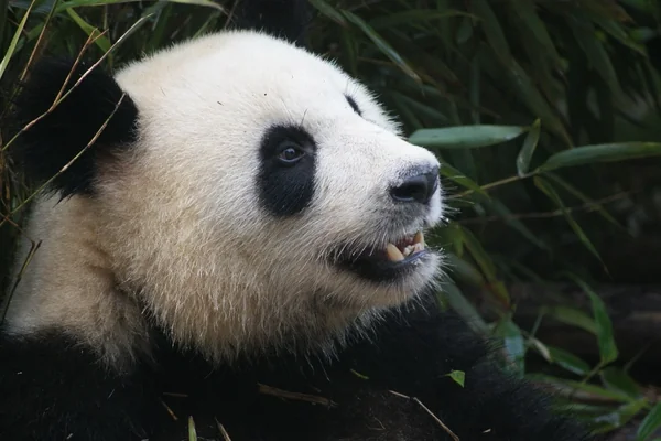 Panda bear, wildlife image