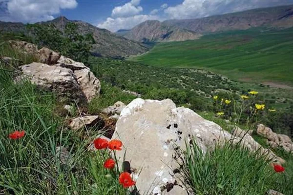 Kurdistan Flowers, Nature, Landscape