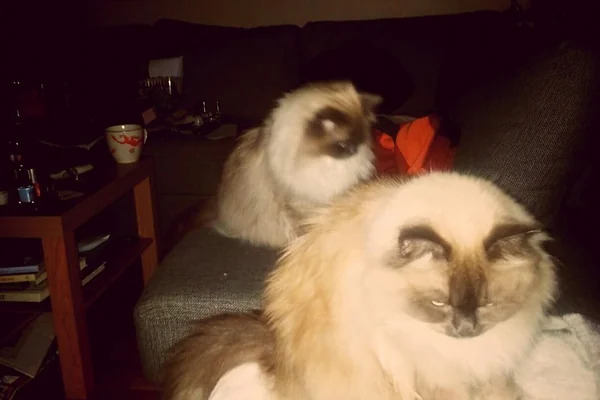 Good morning, boys :). And good morning all the rest of you out there :). Now, time for the GYM: Gratitude - Yoga - Meditation! — #DeshiTheCat #UchiTheCat #CatsOnPath #BirmaSpirit #cat #cats #birma #birman #holybirma #holybirman #katt #katze #gato #neko #