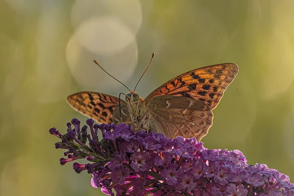 Bokeh Işık 2