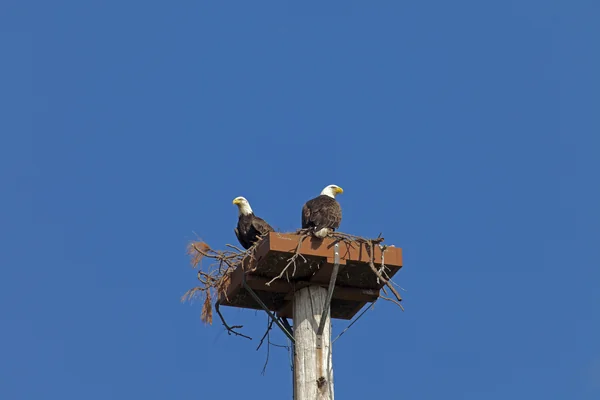 Nature Photography - Bald Eagles