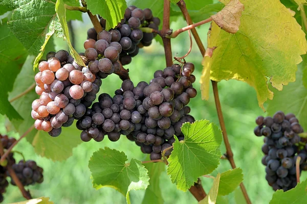 Pinot Grigio prior to harvest, vintage 2012