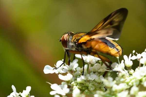 Insecte Macro Le syrphe ceinturé Episyrphus balteatus