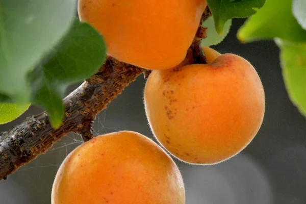 Doğa Manzarası