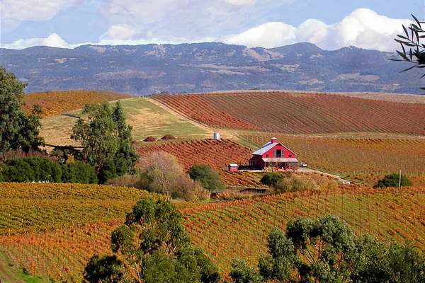 Carneros Vineyards