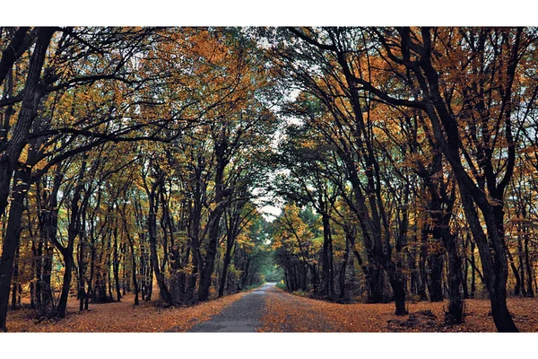 Macin mountains autumn forest
