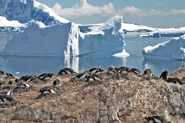 00 0018 Breeding colony of Gentoo Penguins (Antarctica)