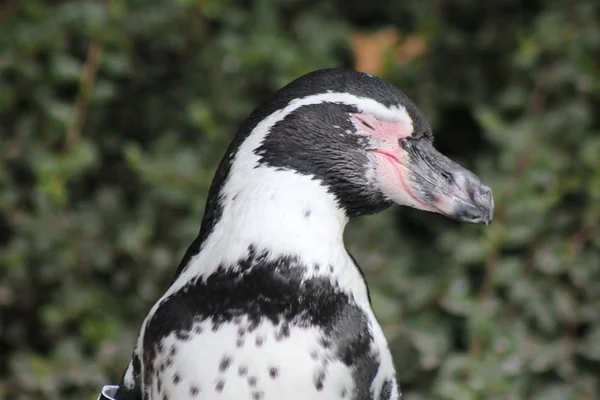 Penguen