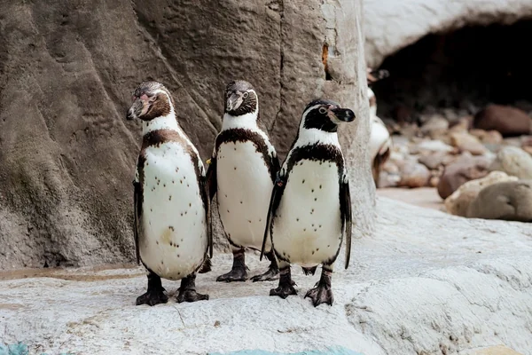 Penguen 2