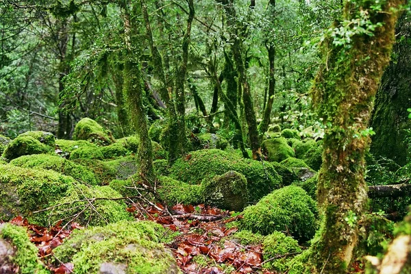 Green forest