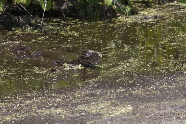 Wildlife Photography - Alligators