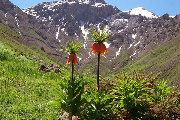 'Kurdistan Flowers' Nature Landscape