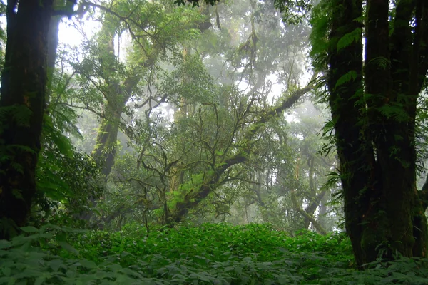 'mist in the green forest -- Thailand '