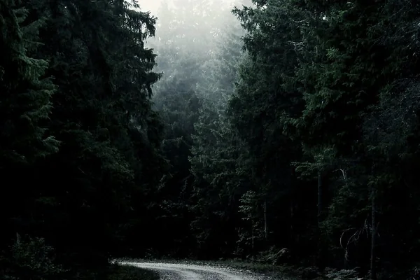 Way through the misty forest
