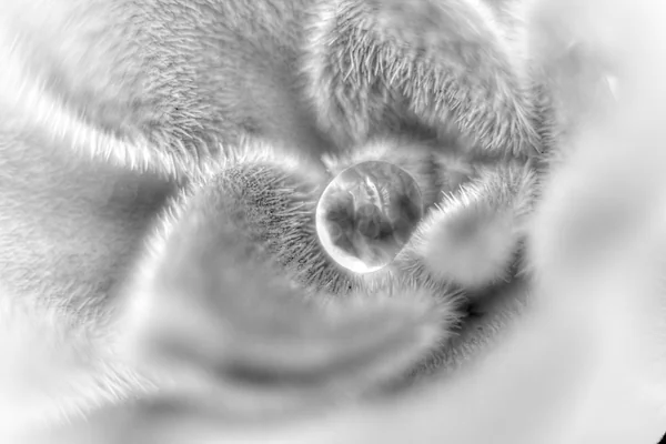 Macro Water Drop 6