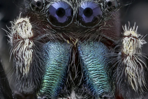 Böcek Makro 2
