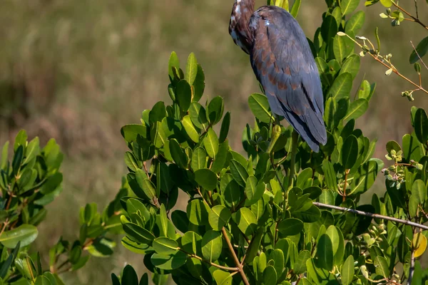 Creative Photography - Wildlife - Birds
