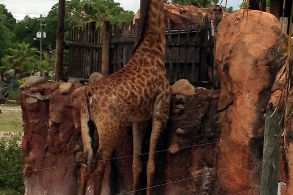 Tampa - Lowry Park Zoo - Safari Africa - Giraffe (2)