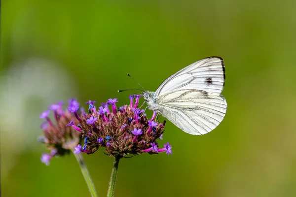 Sokak Fotoğrafçılığı 2