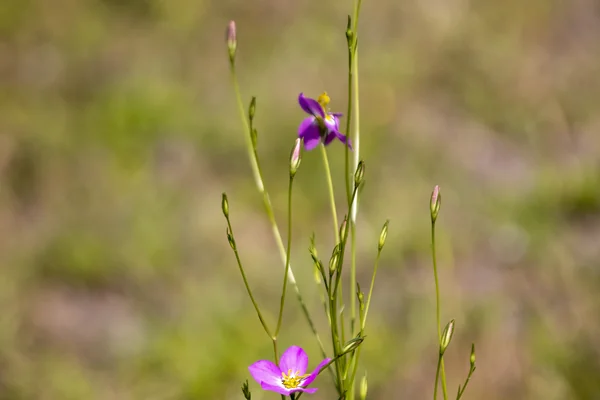 Wildflowers at KSC