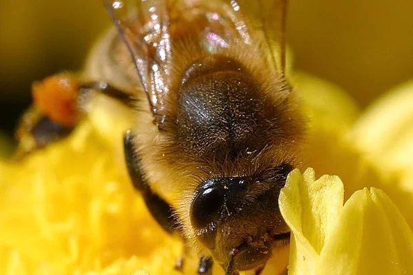 Böcek Makro