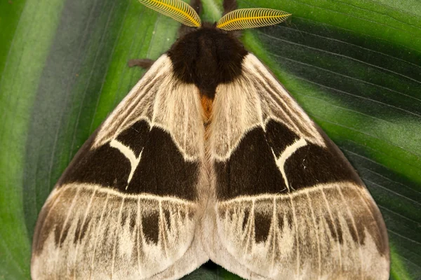 Böcek Makro 2