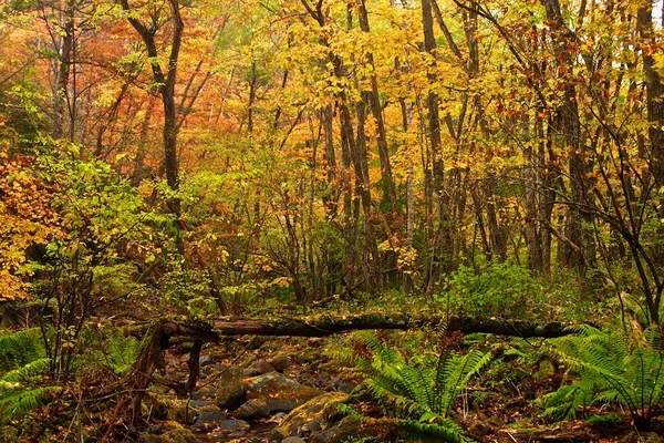 Autumn Forest