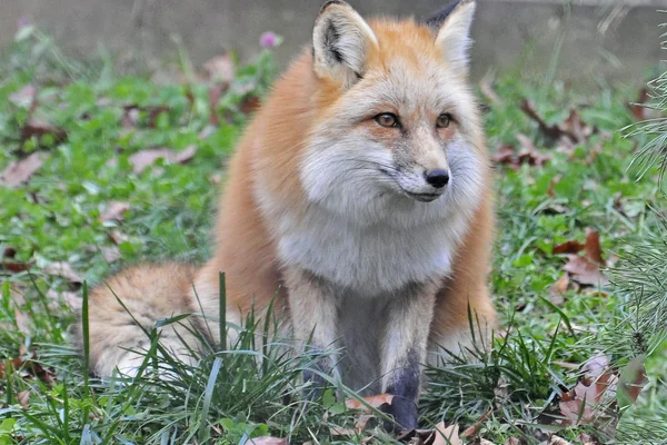 Red Fox
