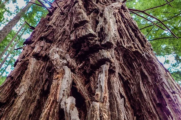 Yarra Ranges National Park