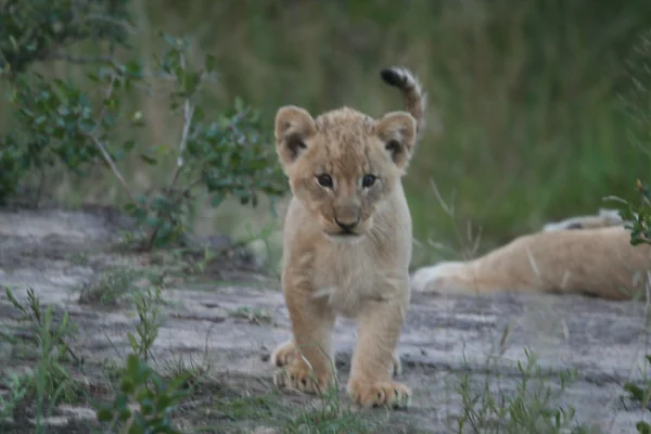 Baby lion