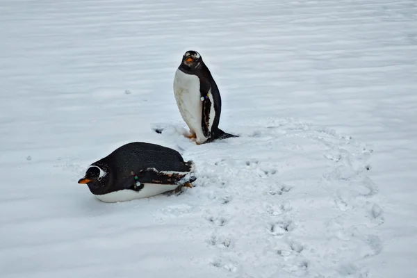 Penguen 3