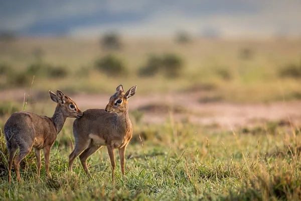 Afrika Safari 3
